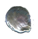 freshwater pearl bead gray lentil